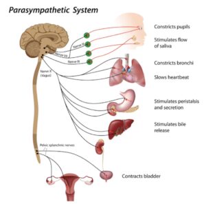 nervous-system-stuck-in-fight-or-flight.alt