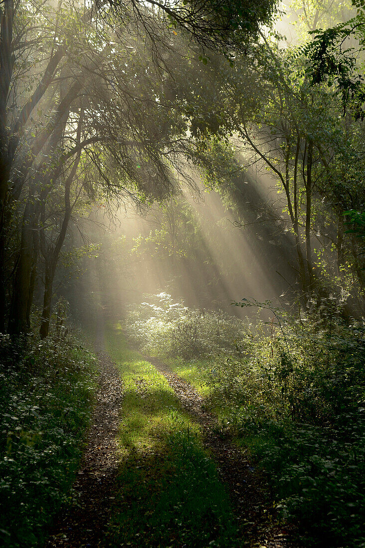 Are You Making Decisions from FOG?